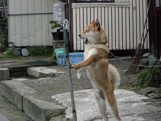 ◆今朝のワン公　　＠＠＠