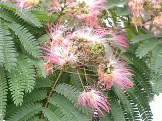 ◆梅雨時期の花　　＠＠＠