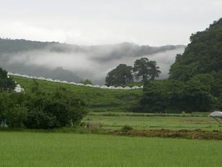 ◆朝霧の風景　　＠＠＠