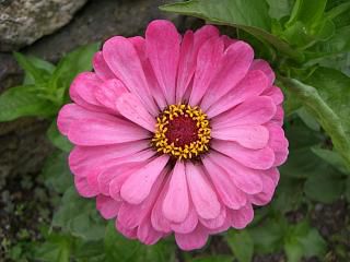◆道端の花壇　　＠＠＠＠