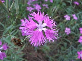 ◆他人の畑の花　　＠＠＠
