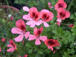 ◆この花は　　　＠＠＠＠