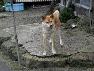 ◆本日のワン公　　＠＠＠