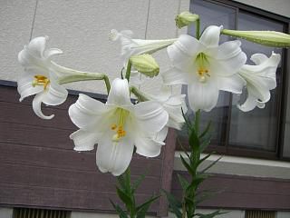 ◆他人さまの庭　　＠＠＠