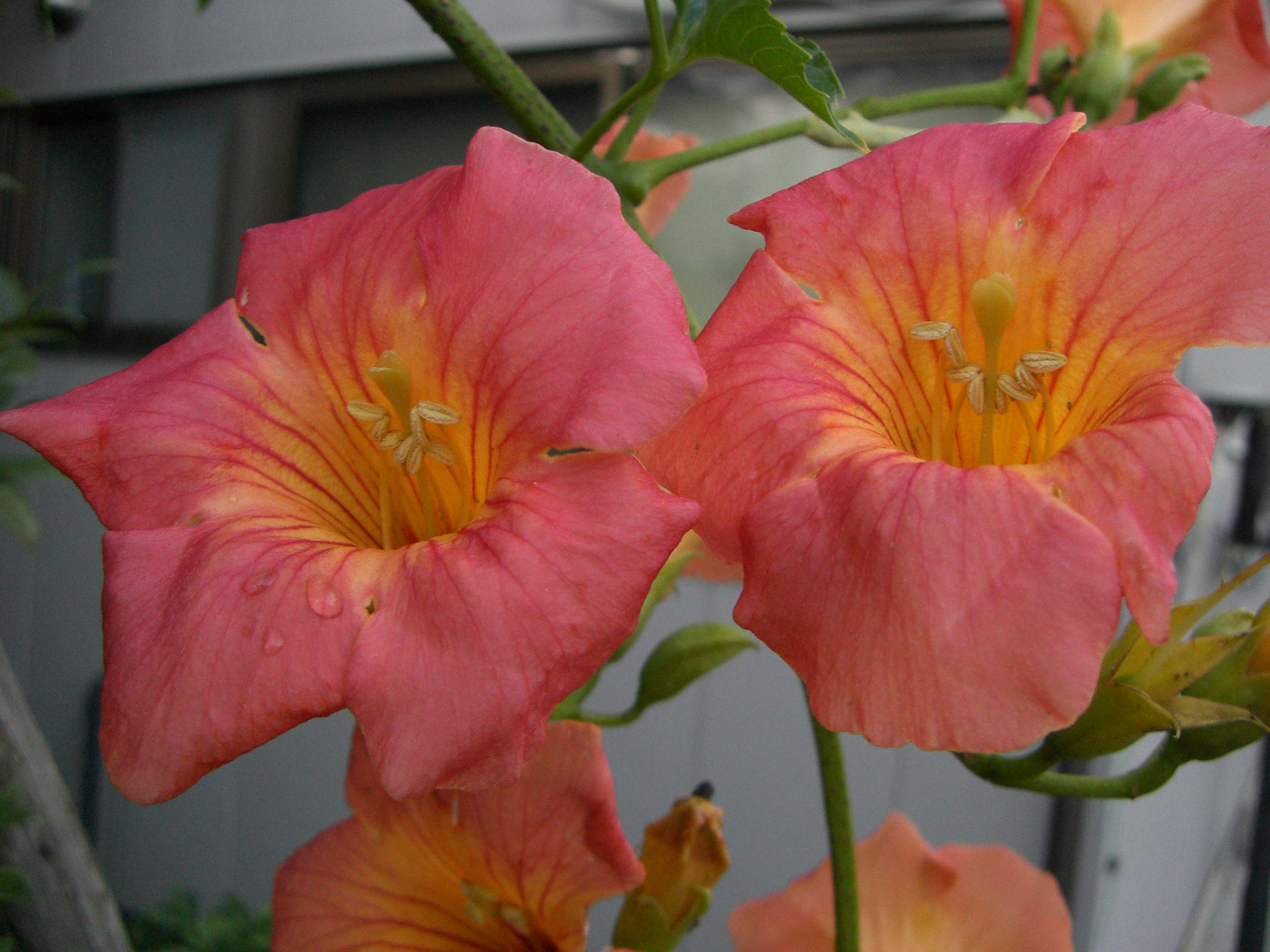 ◆夏の花　　＠＠＠