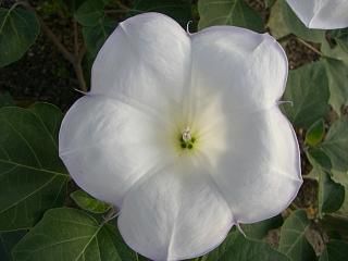 ◆夏の花02　　＠＠＠