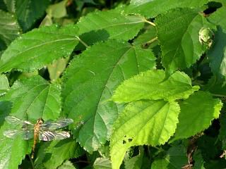 ◆かえるとトンボのにらめっこ　＠＠＠