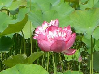 ◆はすの花も満開です。　　　＠＠＠＠