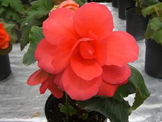 ◆花屋の花　　＠＠