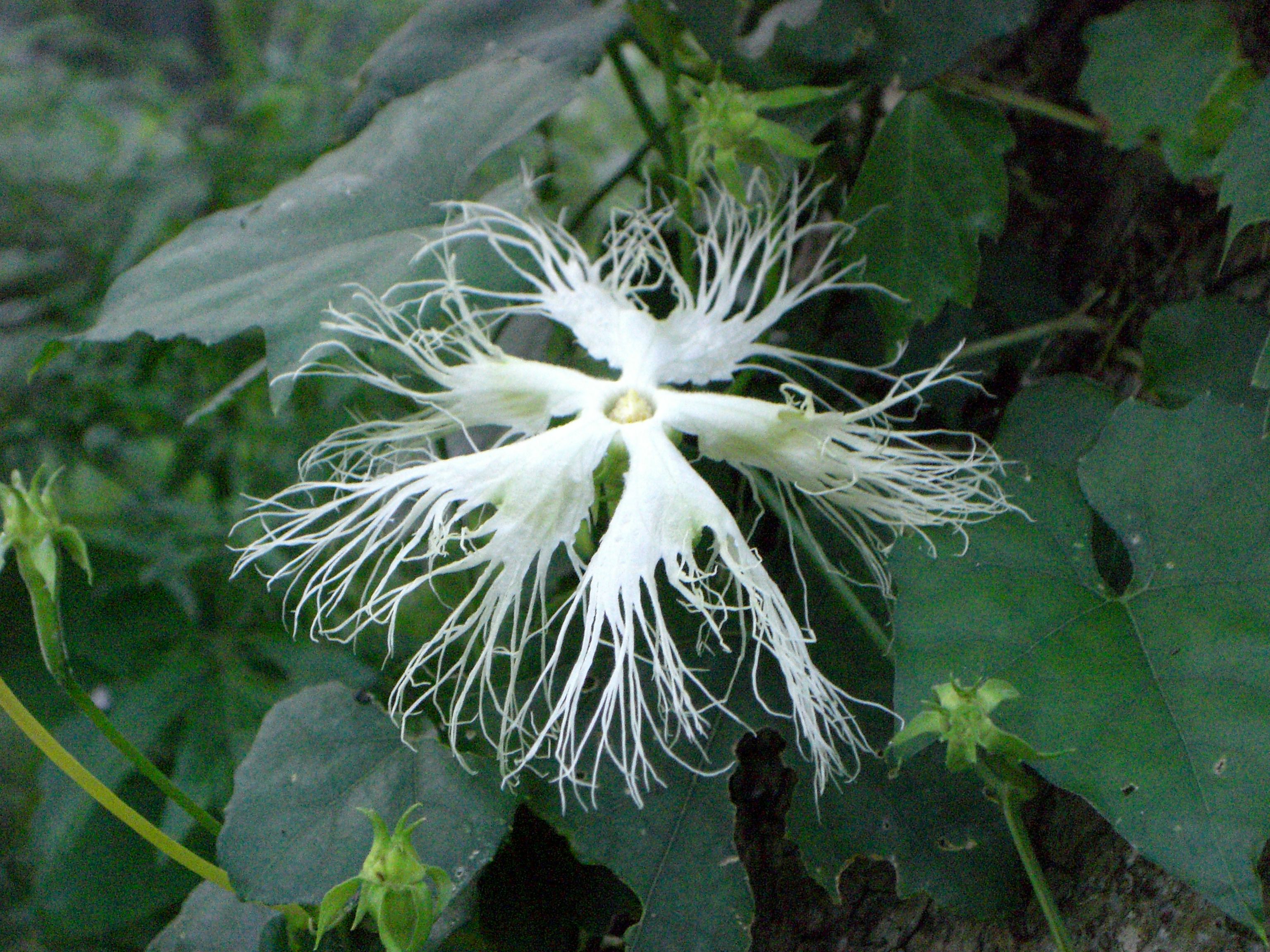 ◆この花は?  @@@