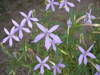 ◆目につく花は撮りまくり　　＠＠＠