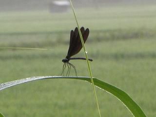 ◆朝露と黒いととんぼ　　＠＠＠