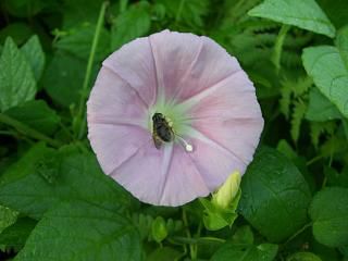 ◆夏の花　　＠＠＠