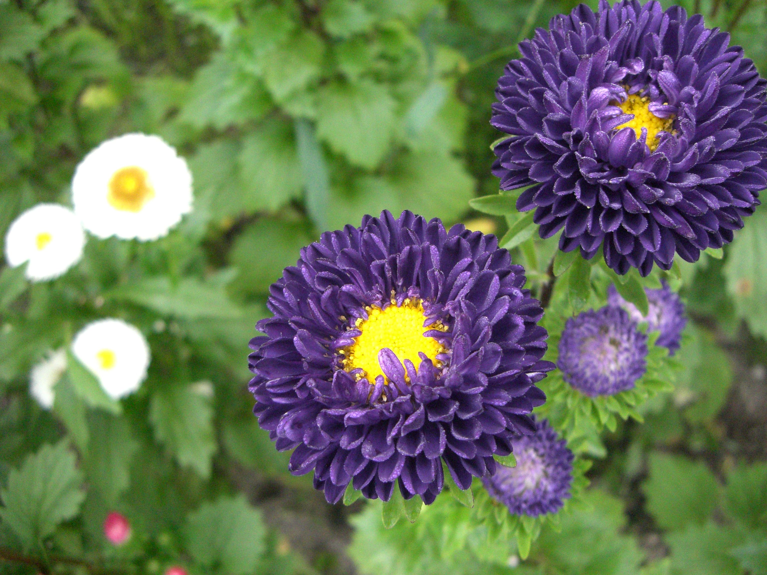 ◆お盆の花　＠＠＠