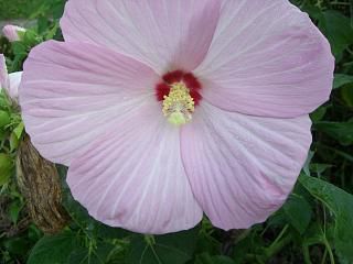 ◆芙蓉の花　＠＠＠