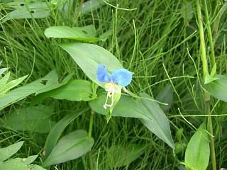 ◆インク花　咲く始めました。　　＠＠＠