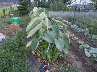 ◆山形名物芋煮会間もなくです。　　＠＠＠