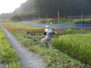 ◆収穫準備に入りました。　　＠＠＠