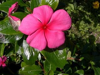 ◆秋の花　　＠＠＠
