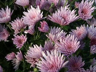 ◆もってのほか　開花　　＠＠＠