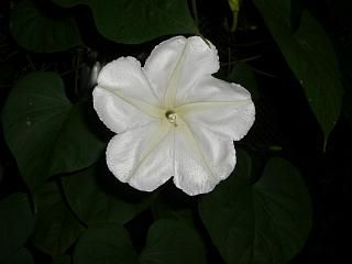 ◆夜咲く花　　だそうです。　　＠＠＠