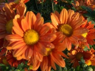 ◆キク科の花か　　＠＠＠