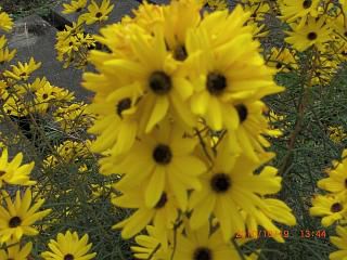 ◆秋の花　　＠＠＠