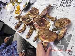 ◆最後のマツタケか　　＠＠＠