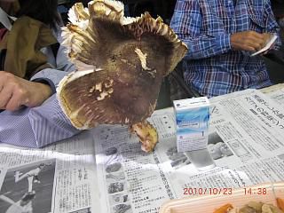 ◆高畠のマツタケ　　＠＠＠＠