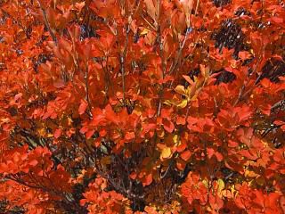 ◆まだまだ紅葉が見られます。　　＠＠＠＠