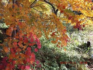 ◆安久津八幡様の紅葉　　　＠＠＠