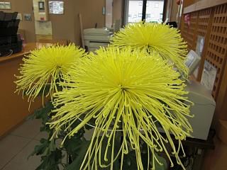 ◆道の駅たかはた　　菊花展示中　　＠＠＠