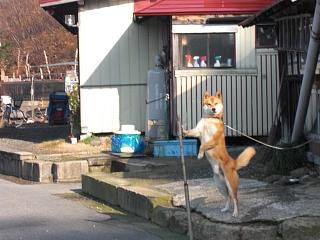 ◆しばらくぶりのワン公　　＠＠＠