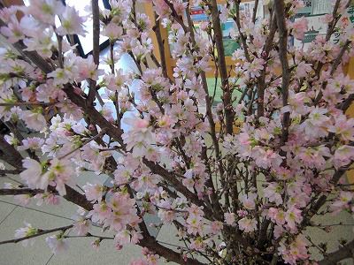 ◆道の駅高畠　啓翁桜が見頃です。　　＠＠＠