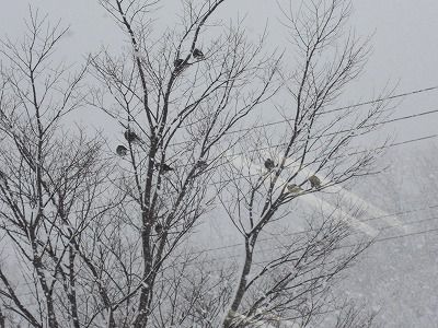 ◆道の駅高畠の鳥たち　　＠＠＠
