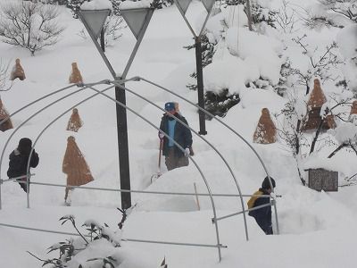 ◆冬咲きぼたん祭り準備に入りました。　　＠＠＠