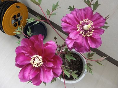 ◆室内では花が咲いています。　　＠＠＠