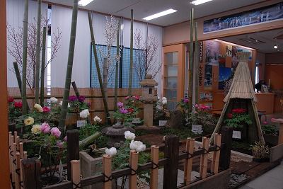 ◆道の駅高畠では『室内ぼたん園』を展示します。　　＠＠＠