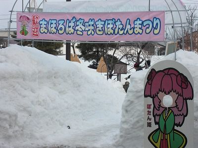 ◆冬咲きぼたん祭り準備か整いました。　　＠＠＠