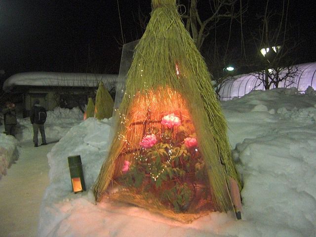 ◆夜の冬咲きをぼたん　　＠＠＠