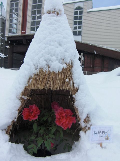 ◆本日冬咲きぼたん祭り最終日です。　　＠＠＠