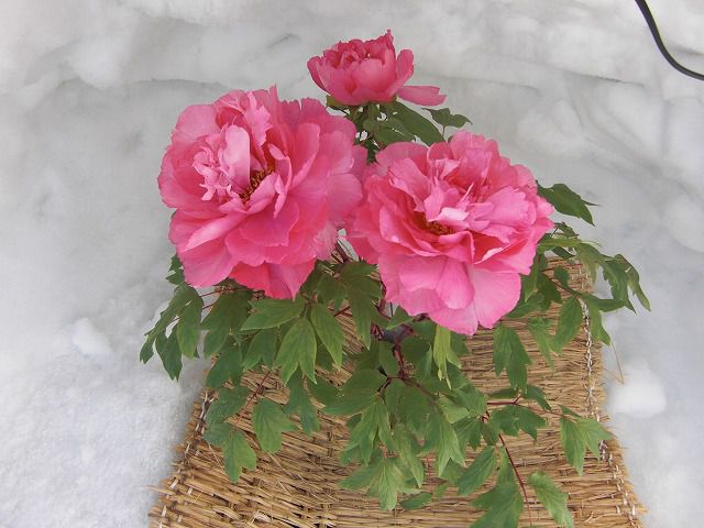 ◆冬咲きぼたん祭り終了　ありがとうございました。　　＠＠＠