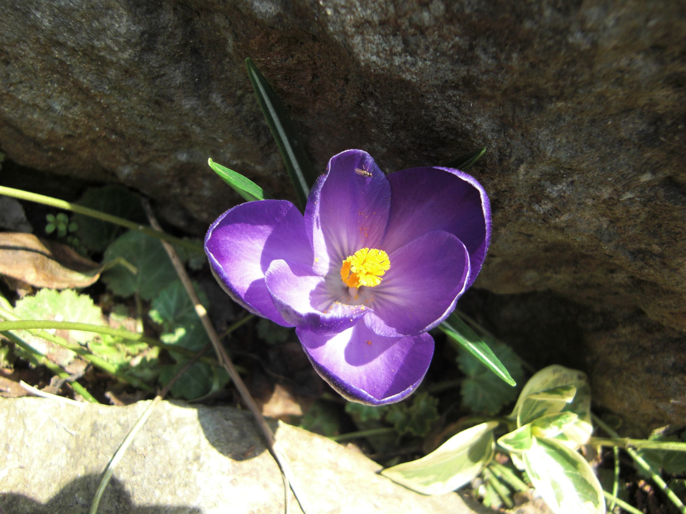 ◆早春の花　　＠＠＠