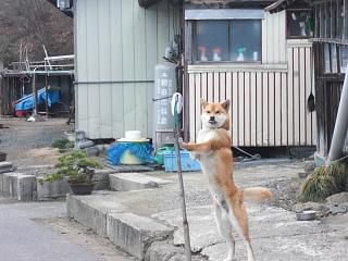 ◆しばらくぶりのワン公　　＠＠＠＠＠