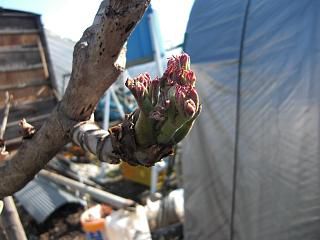 ◆タラの芽も膨らんできました。　　＠＠＠