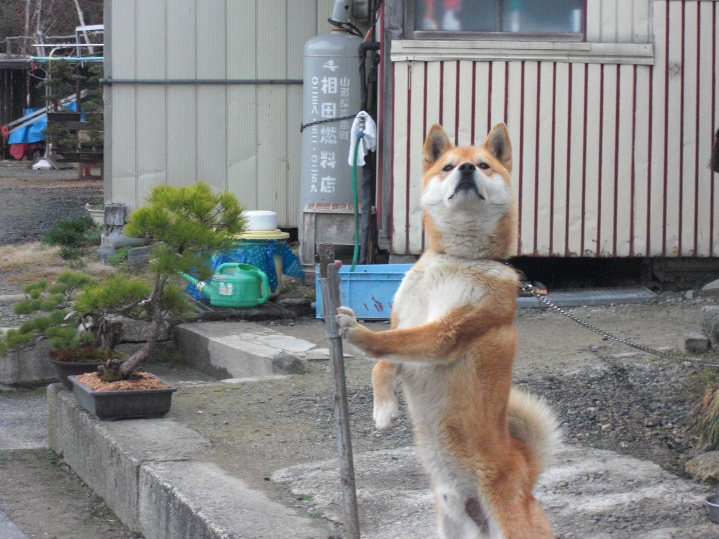 ◆本日のワン公　　＠＠＠