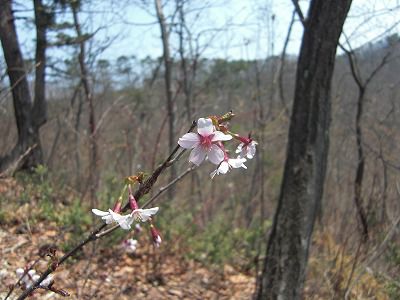 ◆小さな山桜　　＠＠＠