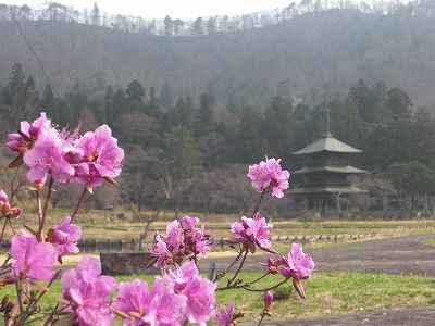 ◆安久津八幡神社三重塔　＠＠＠