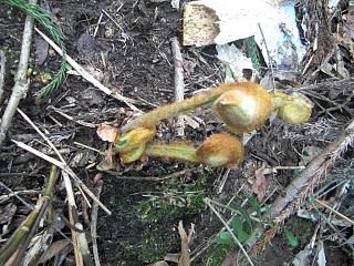 ◆里山の春　　　ゼンマイ出始めました。　　＠＠＠