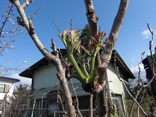 ◆里山の春　タラの芽　　＠＠＠